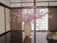 一番奥の河津桜は、花の会の皆さんの合作